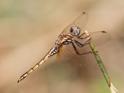 J17_1289 Trithemis annulata imm male